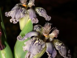 Ferraria ferrariola blue tepals